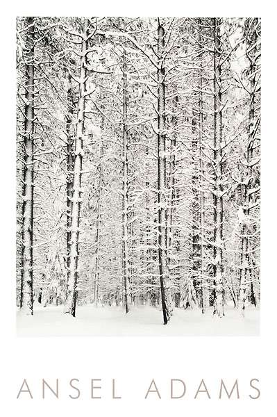 アンセル・アダムズ   *Pine Forest in Snow/ Yosemite