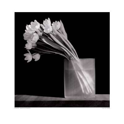 メイプルソープ * Tulip 1986